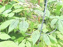 We did not find results for: Which Garden Flowers Outcompete Brambles Conservation Digest