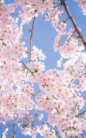 Iphone 2g, iphone 3g, iphone 3gs: Iphone Cherry Blossom Tree Wallpaper Novocom Top
