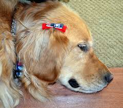 Using hemostat put the bow, takes only seconds Dog Hair Bow Tutorial