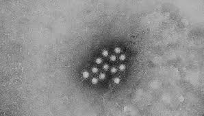 Hepatitis A Outbreak In North Carolina Centered In