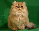 Persian cat - Wikipedia