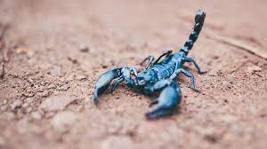 The anatomical part of the scorpion that delivers the sting is called a telson. Scorpion Sting What To Do Treatment And When To Seek Help