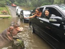 حديقة سفاري بونشاك اندونيسيا سرب للسياحة والسفر