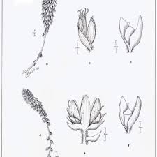 Image result for Cyathula natalensis