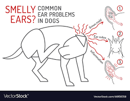 Image result for mold in the ear dog