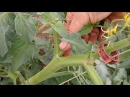 Gelecek Tarimda Youtube Seralar Bitki Domatesler