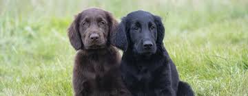 The online resource for exotic animal veterinary professionals and wildlife rehabilitators. 15 Amazing Facts About Dogs That Will Blow Your Mind Purina