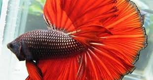 Copper Red Fish Freshwater Fish Betta