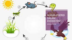 Pengertian Aliran Energi Dalam Ekosistem Dan Penjelasan Lengkap Sridianti Com