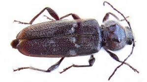 Image result for site:byggahus.se mygg