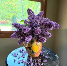 Image result for Nervilia lilacea