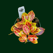 Image result for Xyris obscura