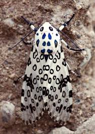 Black And White Spotted Moth Ontario 10 Most Disturbing Bugs Oddee Giant Leopard Moth Leopard Moth Moth