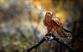 See more ideas about birds of prey, backyard birds, pet birds. Hd Bird Of Prey Wallpaper Download Free 110905 Prey Birds Of Prey Canary Birds