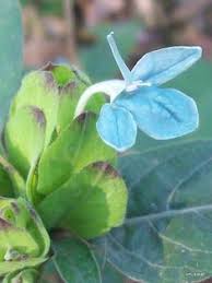 Image result for Crossandra puberula