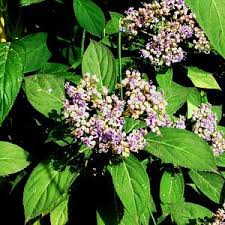 Image result for Hyparrhenia dichroa