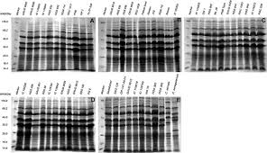 Image result for Cyamopsis serrata