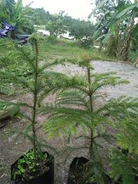 Swelling of the bark at the infection site. The Beauty Of Pine Trees Businessmirror