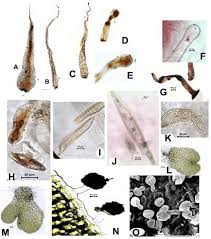 Image result for Aleuritopteris