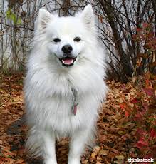 The American Eskimo Dog