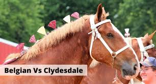 Bringing the right horse to the right place. Belgian Horse Vs Clydesdale What Are Their Differences Facts Faqs