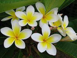 Click on image to view plant details. Pin By Marilyn Kline Sargent On Gardening Frangipani Plumeria Most Beautiful Flowers