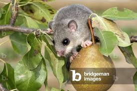 Image result for Glinus hirtus