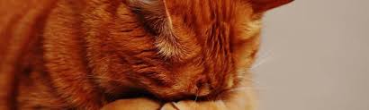 Your cat's liver will struggle to process this fat efficiently. Throat Cancer In Cats Pet Insurance Quotes
