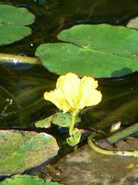Image result for Nymphoides brevipedicellata