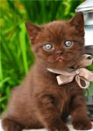 Havana Browny Yavru Kedi Sevimli Kedi Yavrulari Sevimli Kediler Sevimli Hayvan Yavrulari