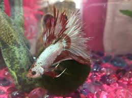 Should I Use Jungle Ick Clear Jungle Fungus Clear Or Tetra Lifeguard My Aquarium Club