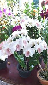 Farm And Garden Equipment For Sale By Owners Ohio Garden Bedford Uk Map National Garden Gift Vouchers Expired Pass Orquideas Dendrobium Orquideas Orquidea