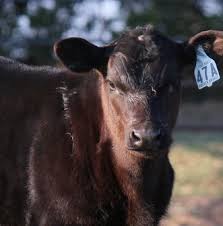 Custom Cattle Tags