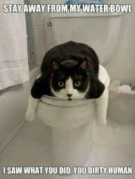 Cat On Toilet Seat Funny Animals Funny Cat Pictures Funny Animal Pictures