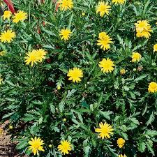 Image result for Euryops chrysanthemoides