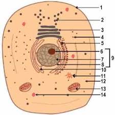 , the control center of a cell., jellylike material that protects the organelles of a cell. Biology Quiz Animal Cell Diagram Multiple Choice