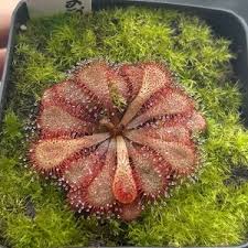 Image result for Drosera natalensis