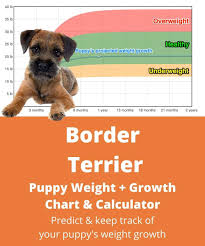 Full grown black border terrier. Border Terrier Weight Growth Chart 2021 How Heavy Will My Border Terrier Weigh The Goody Pet