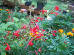 Image result for Salvia coccinea