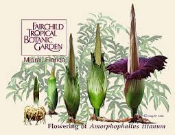 Image result for Amorphophallus