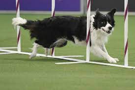 Westminster Agility 2019 Talk About An Action Verb Border Collie Wins Speediest Part Of Dog Show Australian Cattle Dog Mix Dog Show Dog Walking Services
