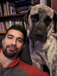 French mastiff dog breed growth rate