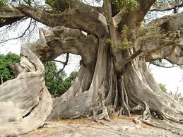 Kapok tree in Abene, Senegal, Africa
