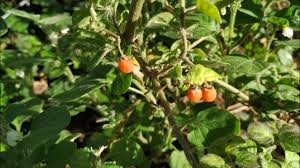 Image result for Solanum villosum