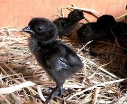Harga Ayam Cemani Bulan Januari 2016 Chickens Backyard Animals Chickens