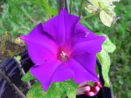 Image result for Ipomoea kituiensis
