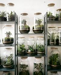 According To My Top 9 I Can T Do Better Than That Any New Year New Leaves Fresh Start Etc So I M Back I M Home Plants Terrarium Terrarium Plants
