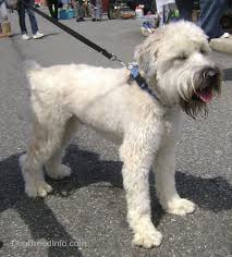 Soft Coated Wheaten Terrier Dog Breed Information And Pictures