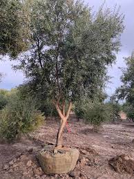 Our Olive Trees For Sale Olives Unlimited Olive Trees For Sale Arbequina Olive Tree Olive Tree