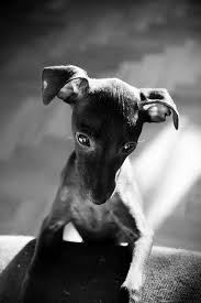 Black And White Italian Greyhound Puppy Pin By Cynthia Ingallinera On Italian Greyhounds Are Divine Little Creatures Italian Greyhound Puppies Italian Greyhound Grey Hound Dog